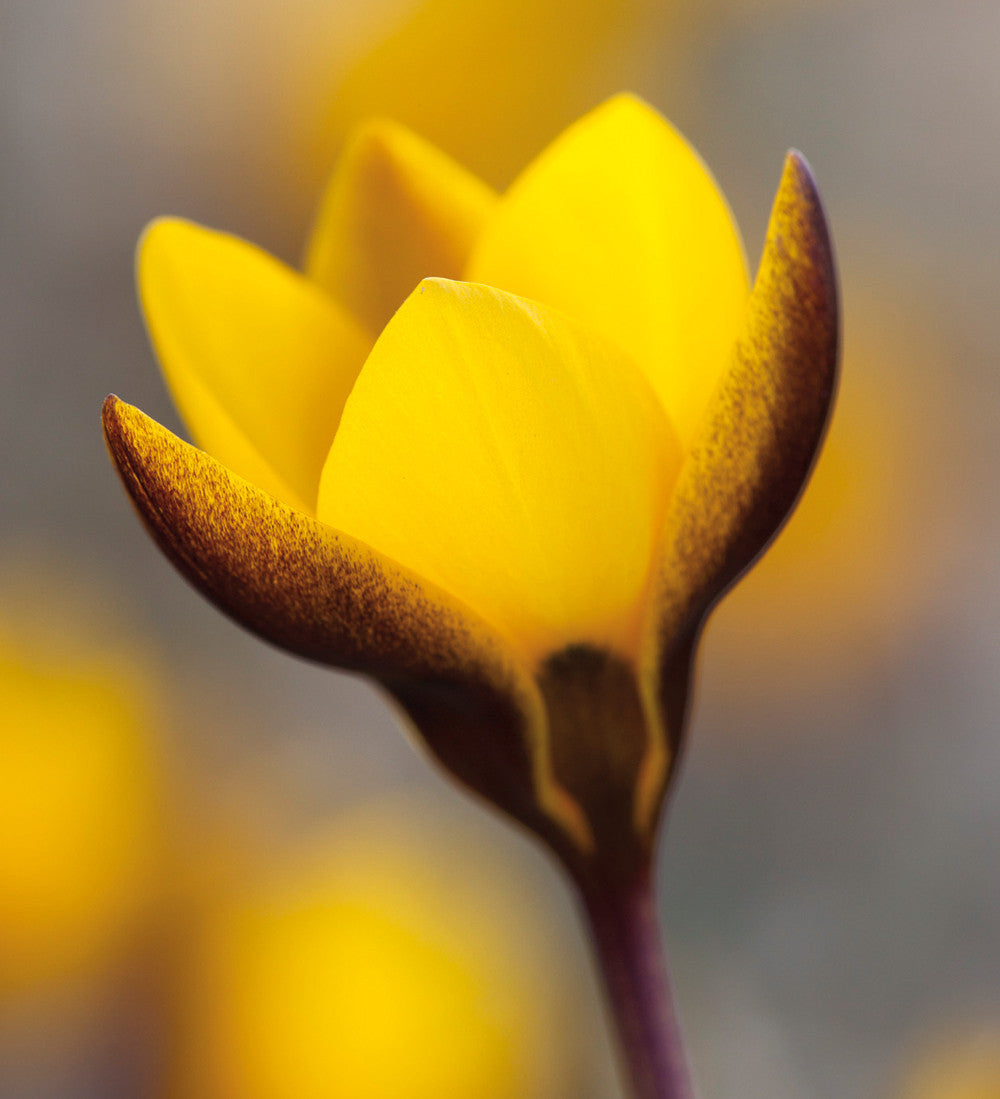 Crocus. chrysanthus. var. fuscotinctus