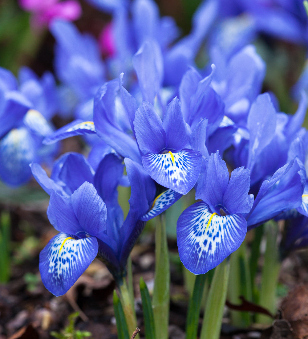 Iris histriodes 'Lady Beatrix Stanley'
