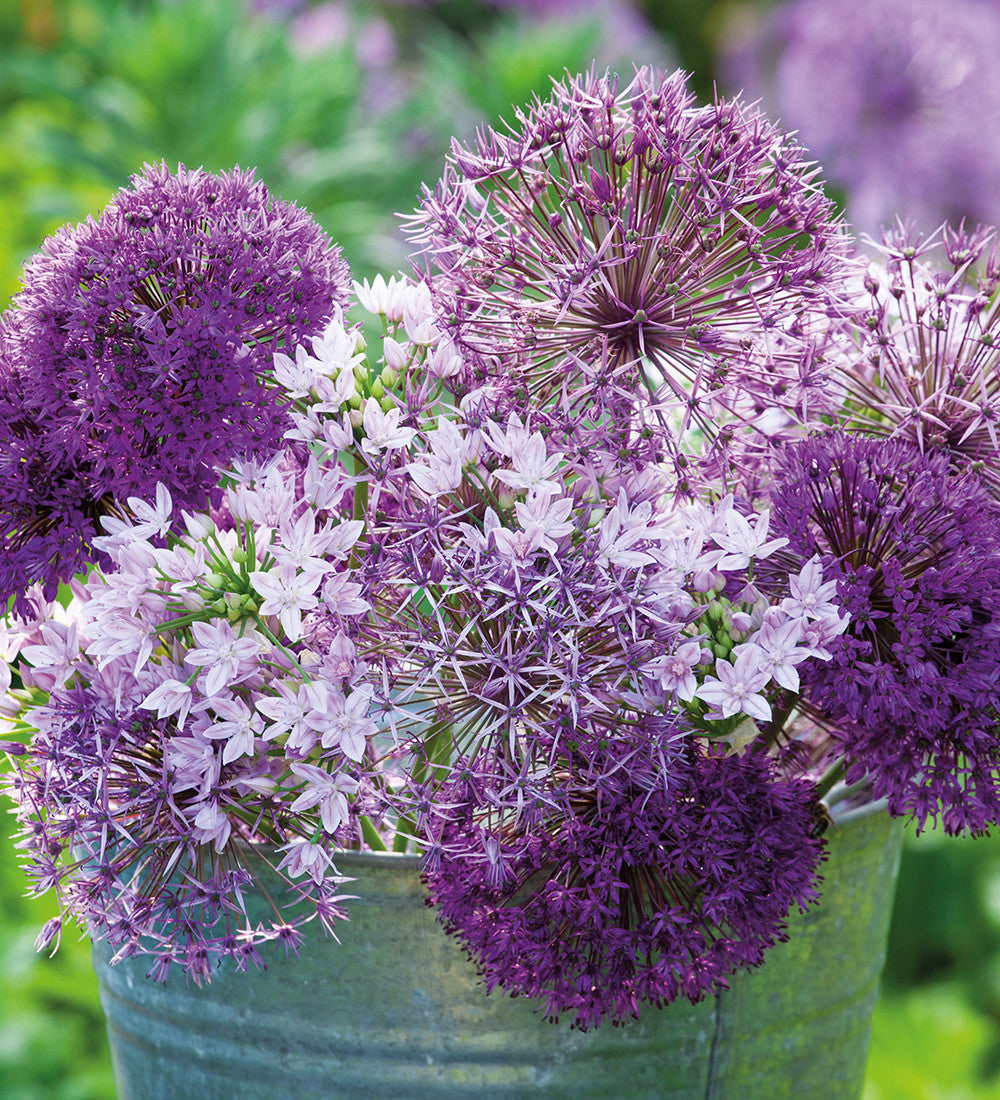 New Allium Collection in a Gift Box (33 bulbs)