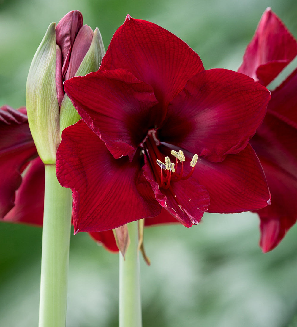 Amaryllis 'Mandela'