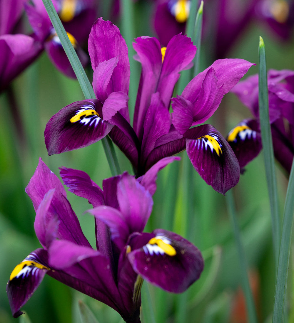 Iris 'Purple Hill' (Reticulata)