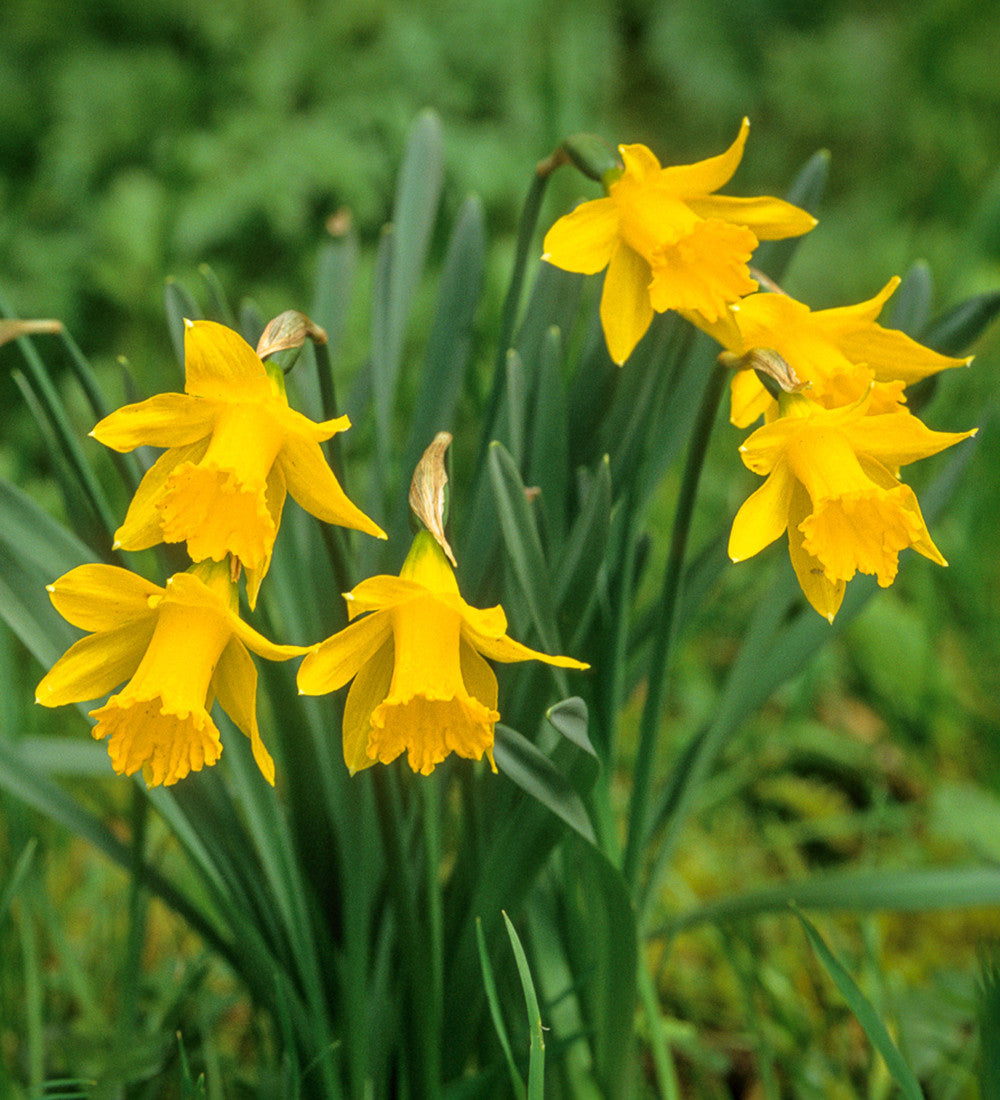 Narcissus obvallaris (Tenby Daffodil)