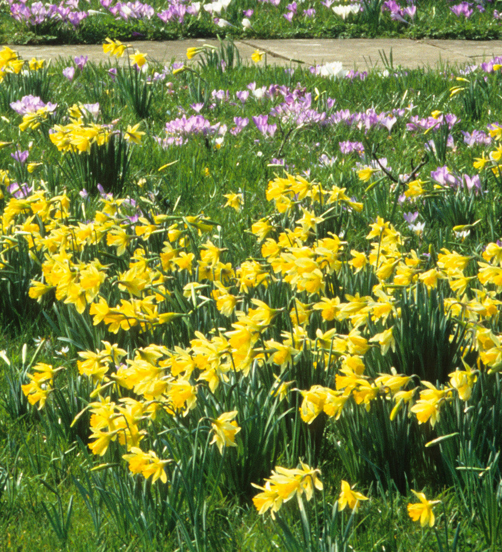 Narcissus obvallaris (Tenby Daffodil)