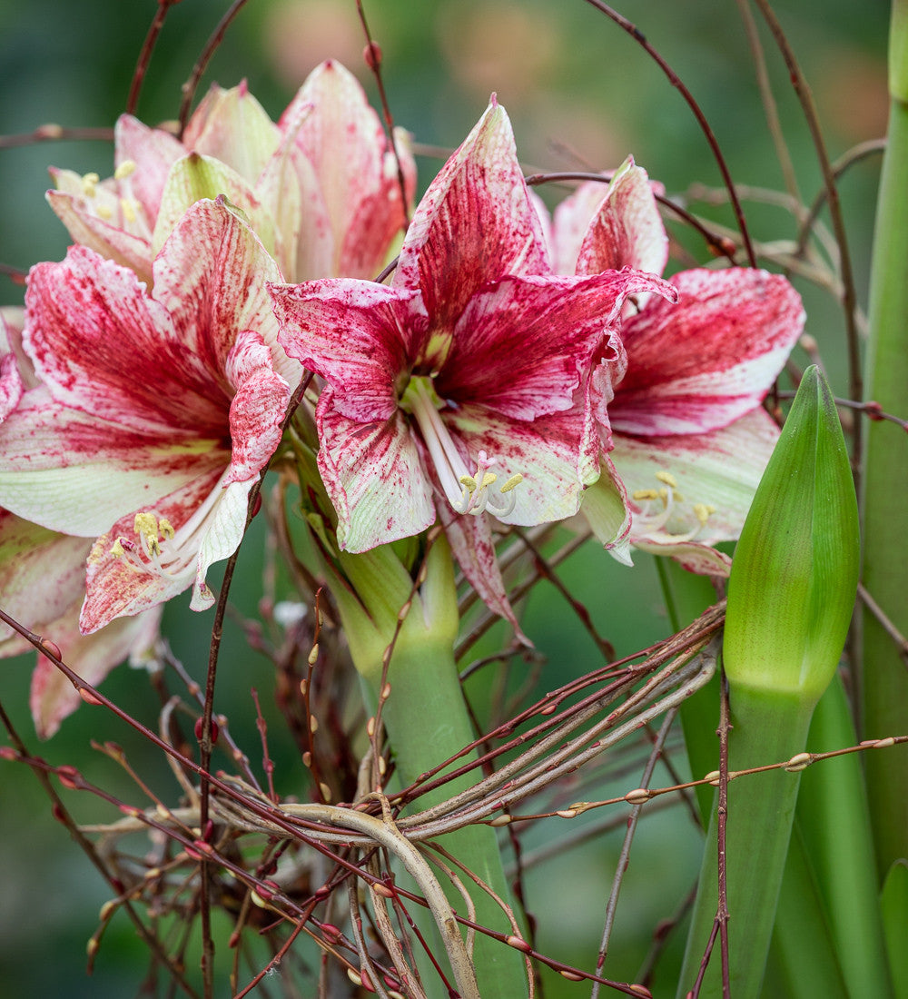 Amaryllis 'Tosca'