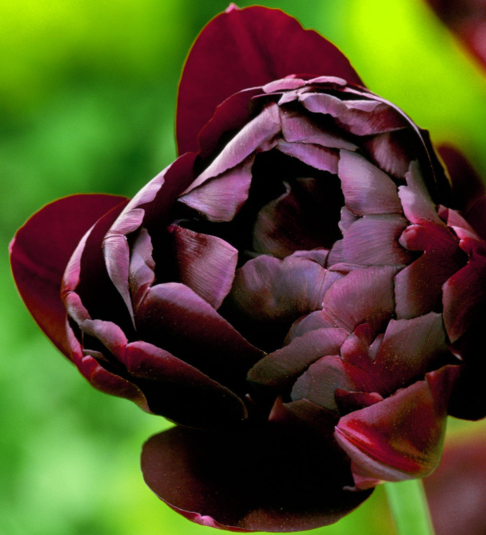 Sweet Wine Tulip Collection