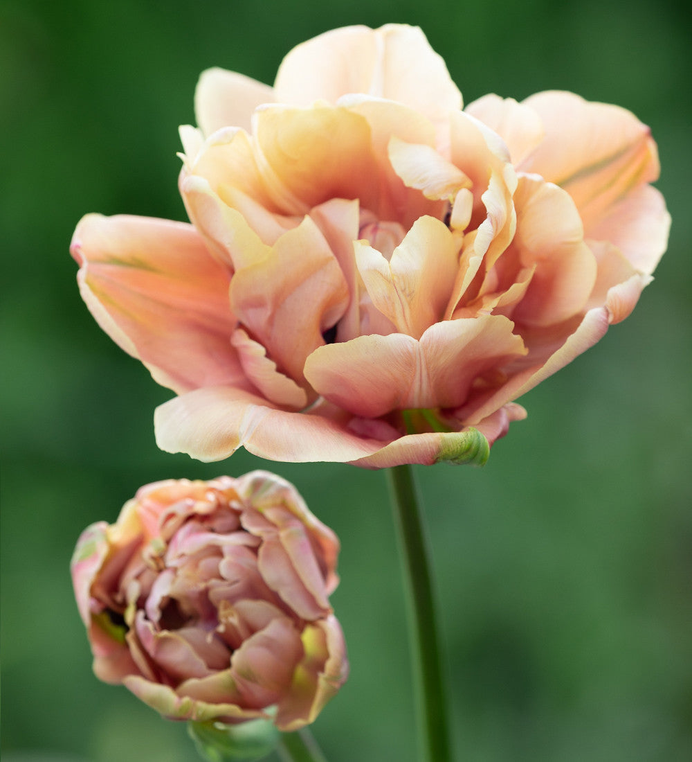 Sweet Wine Tulip Collection