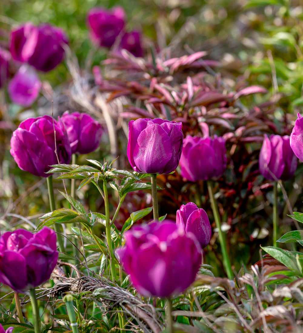 Tulip 'Negrita'