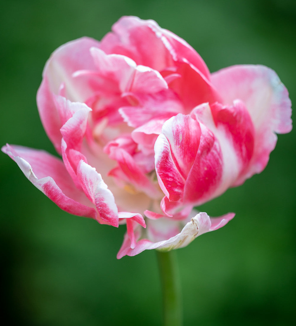 Tulip 'Finola'