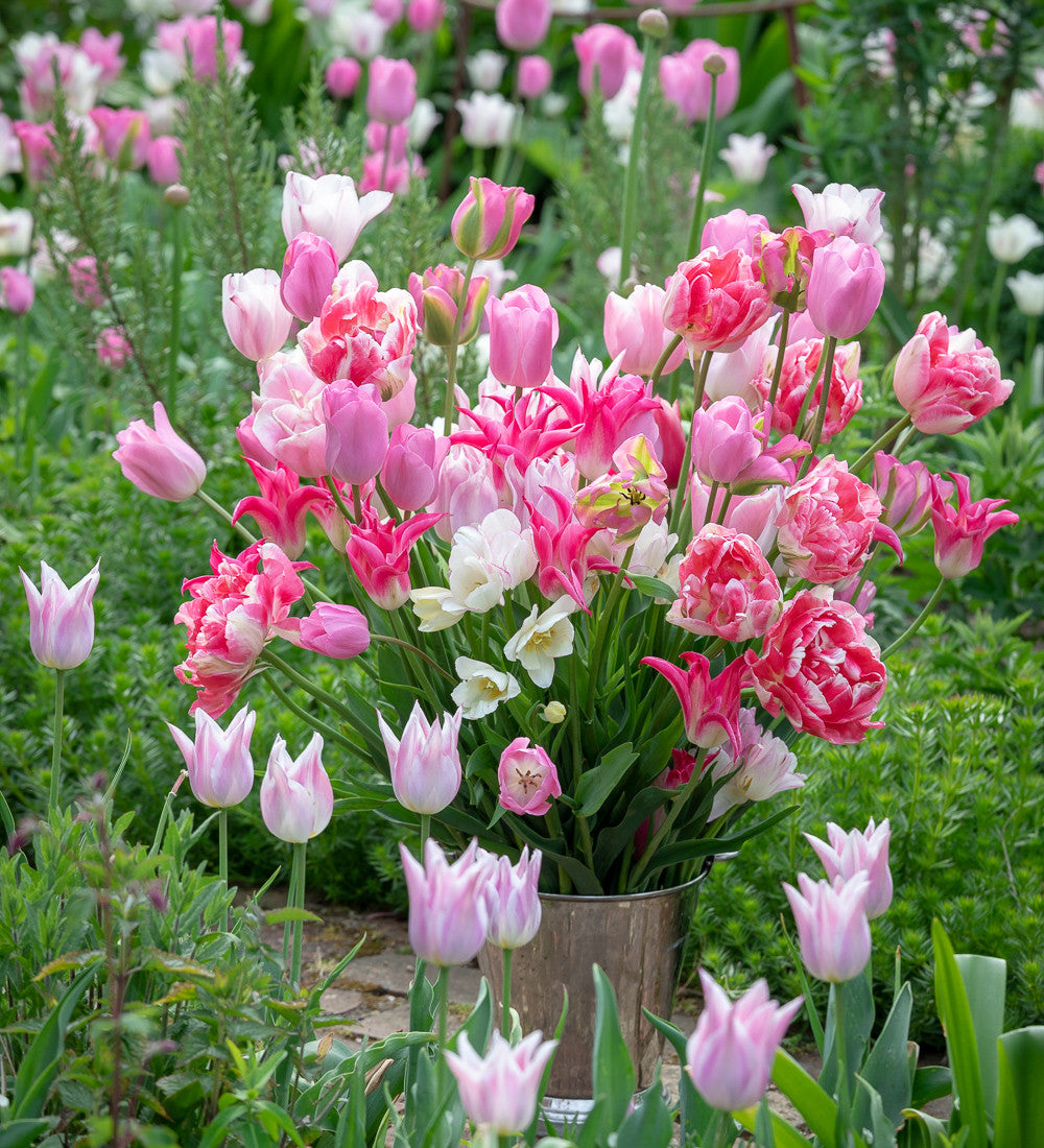 Tulip 'Finola'