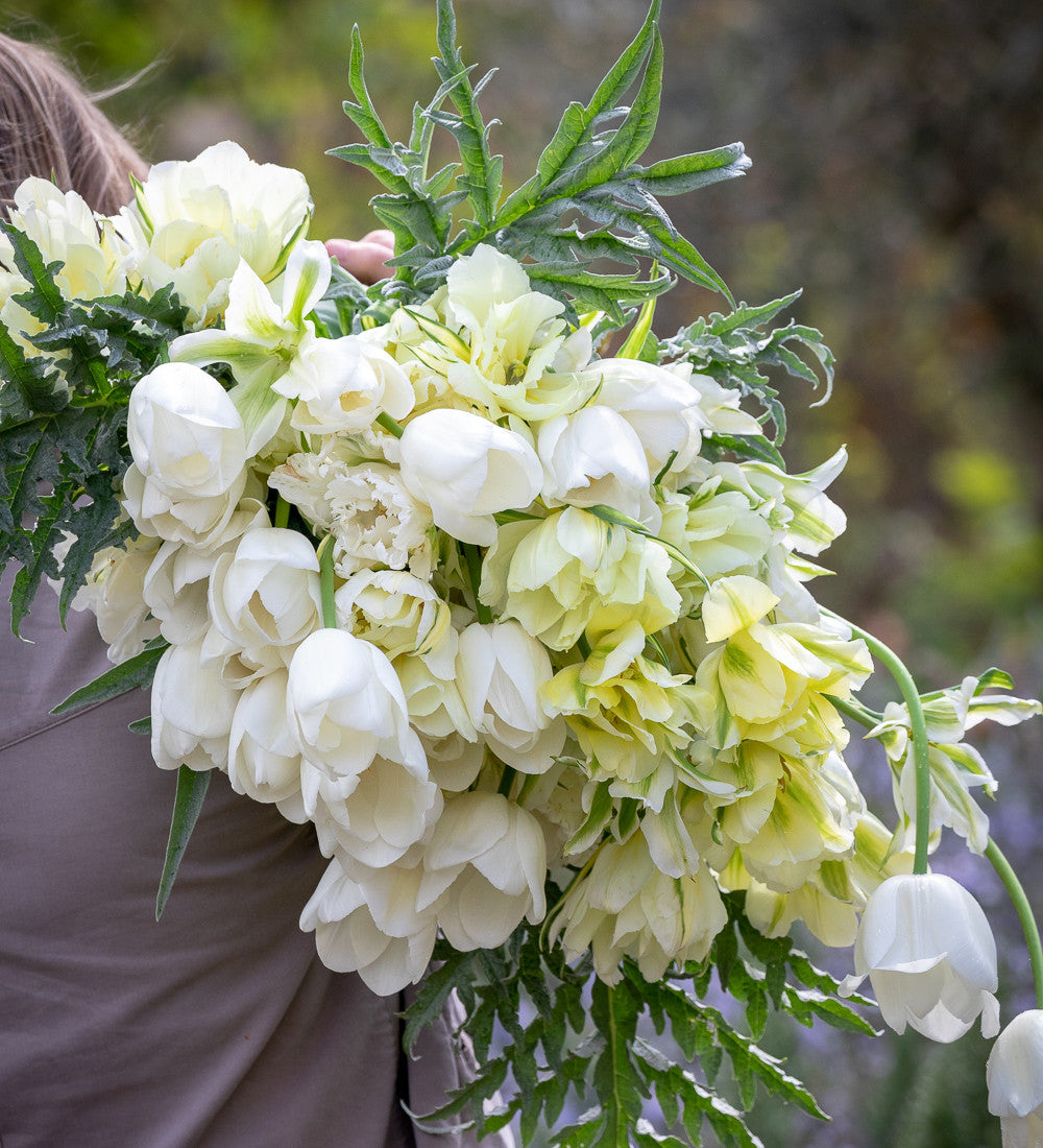 Tulip 'Clearwater'