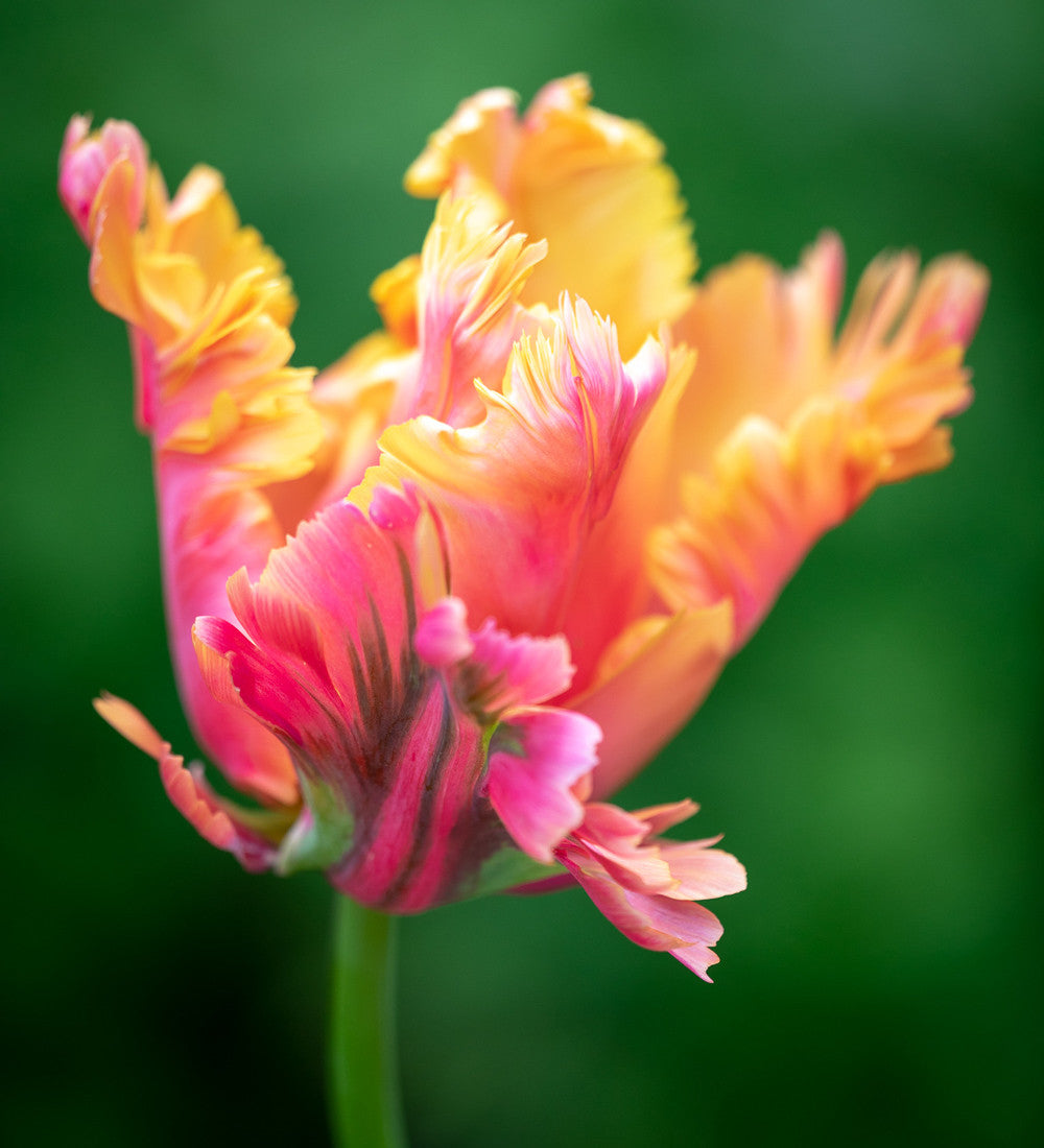 Tulip 'Amazing Parrot'