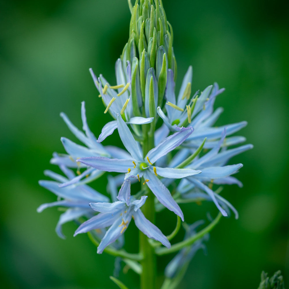 Buy Camassia quamash 'Blue Melody' | Indian Hyacinth Bulbs | Sarah Raven