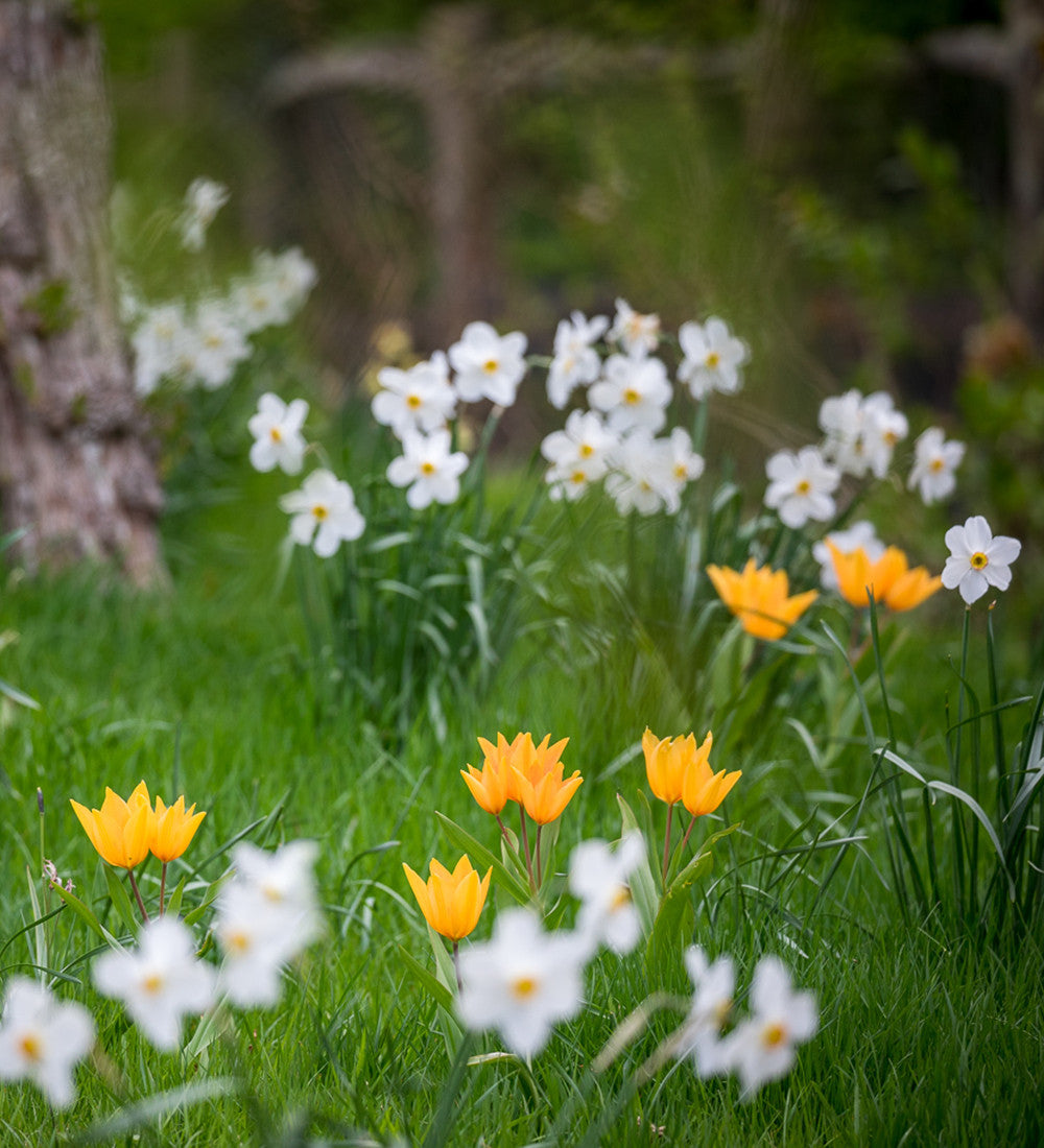 Tulip and Narcissus Naturalising Collection