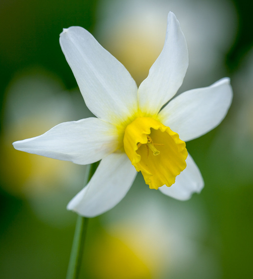 Tulip and Narcissus Naturalising Collection