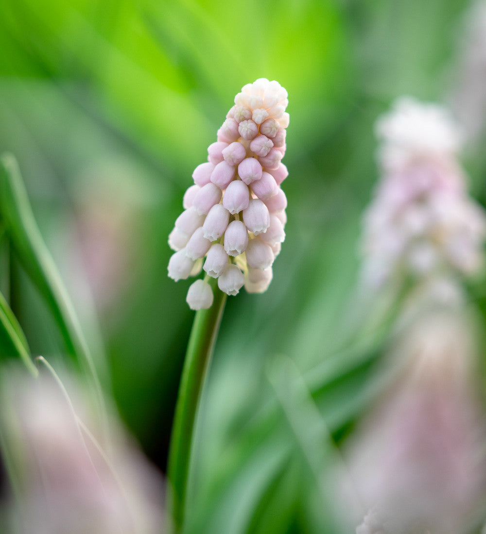Muscari Collection