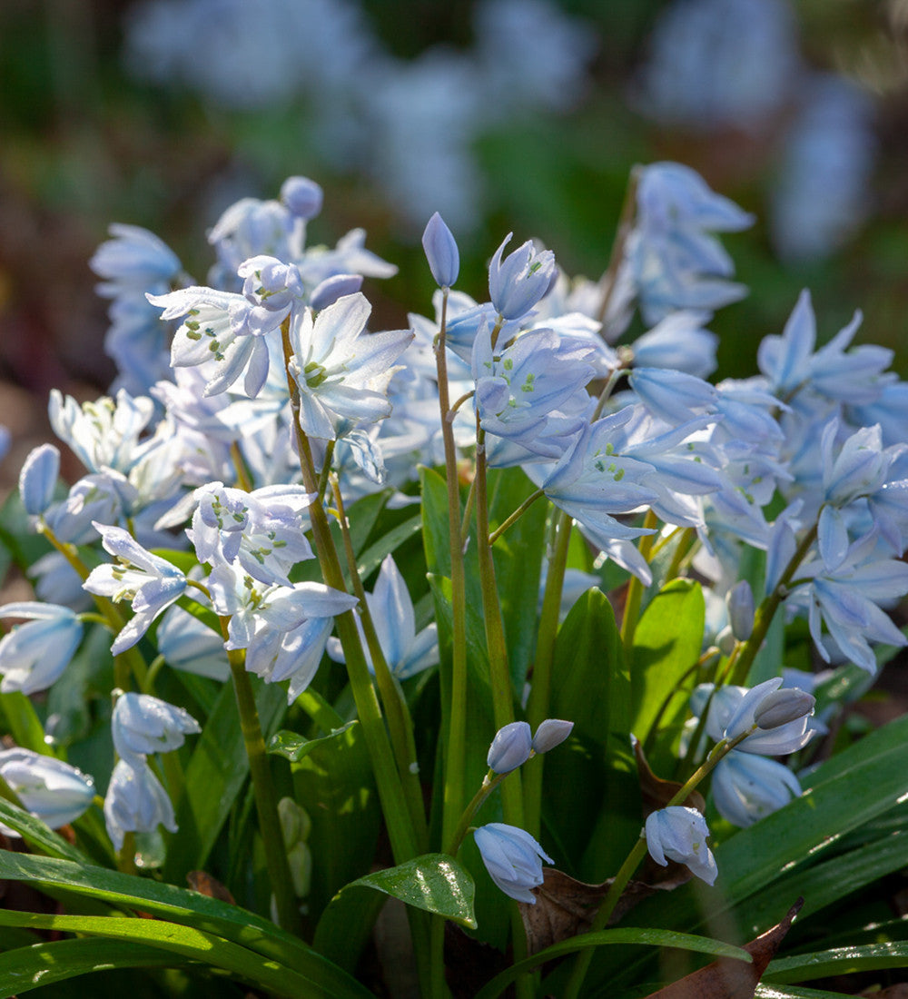 The Spring Window Box Collection