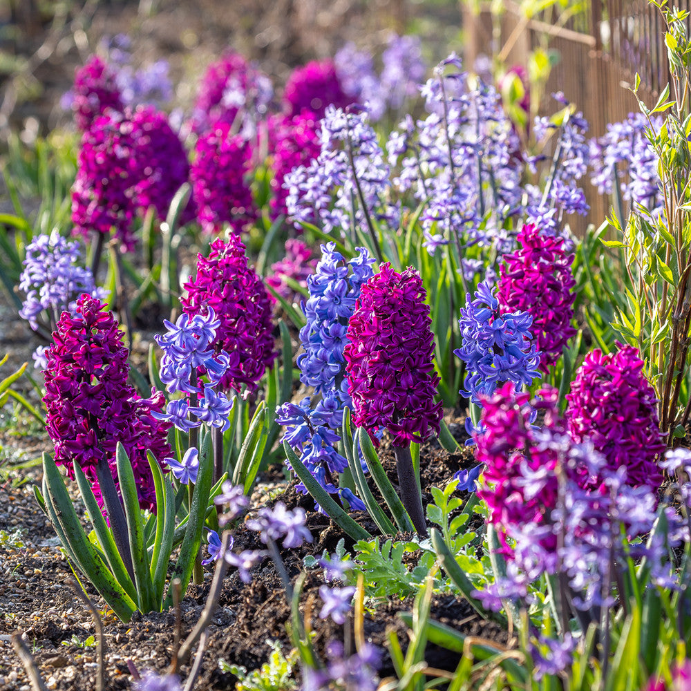 The Jewel Hyacinth Collection