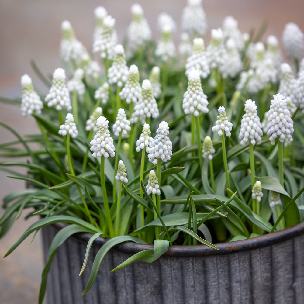 Muscari armeniacum 'Siberian Tiger'