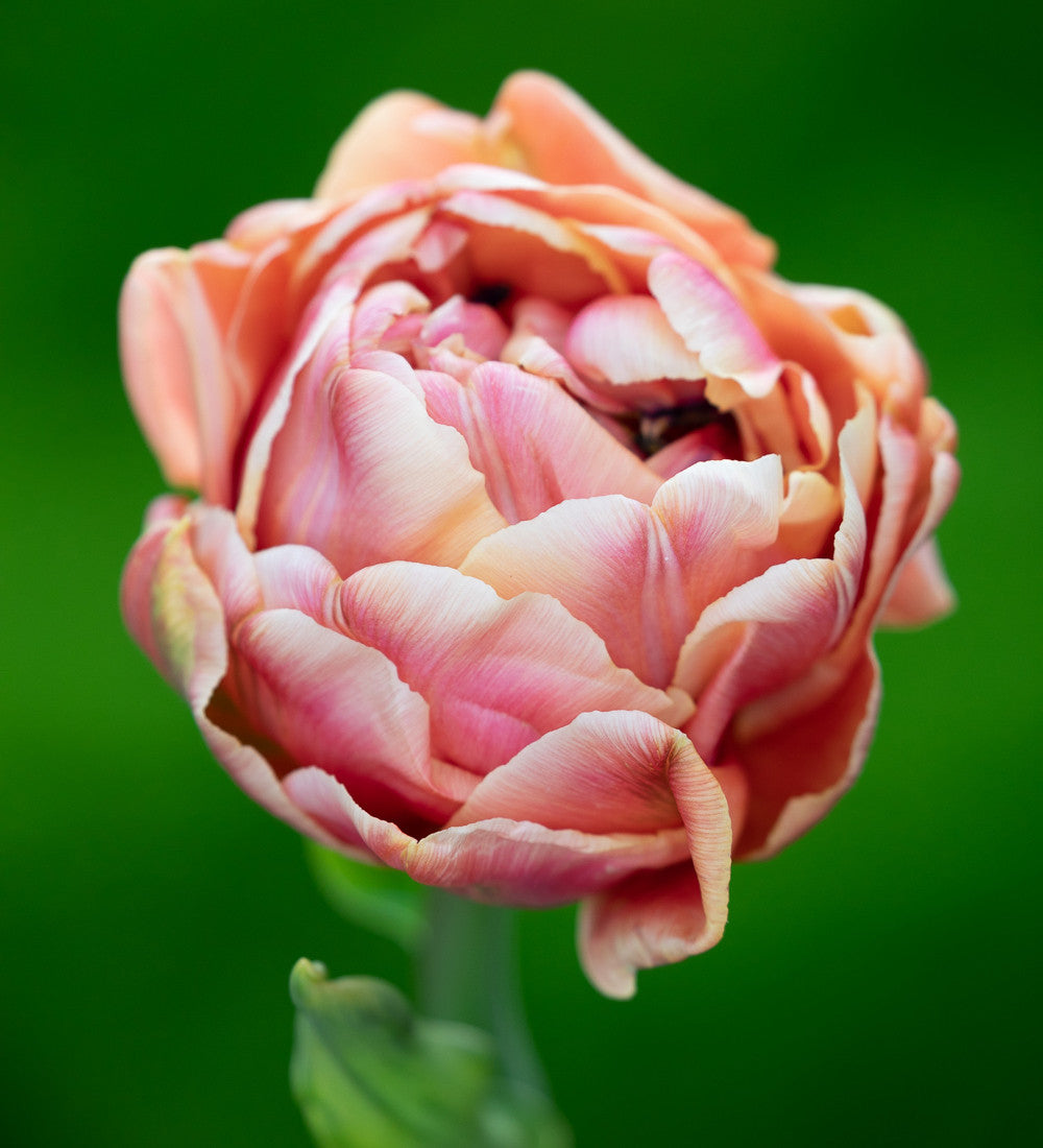 Rose Bowl Tulip Collection