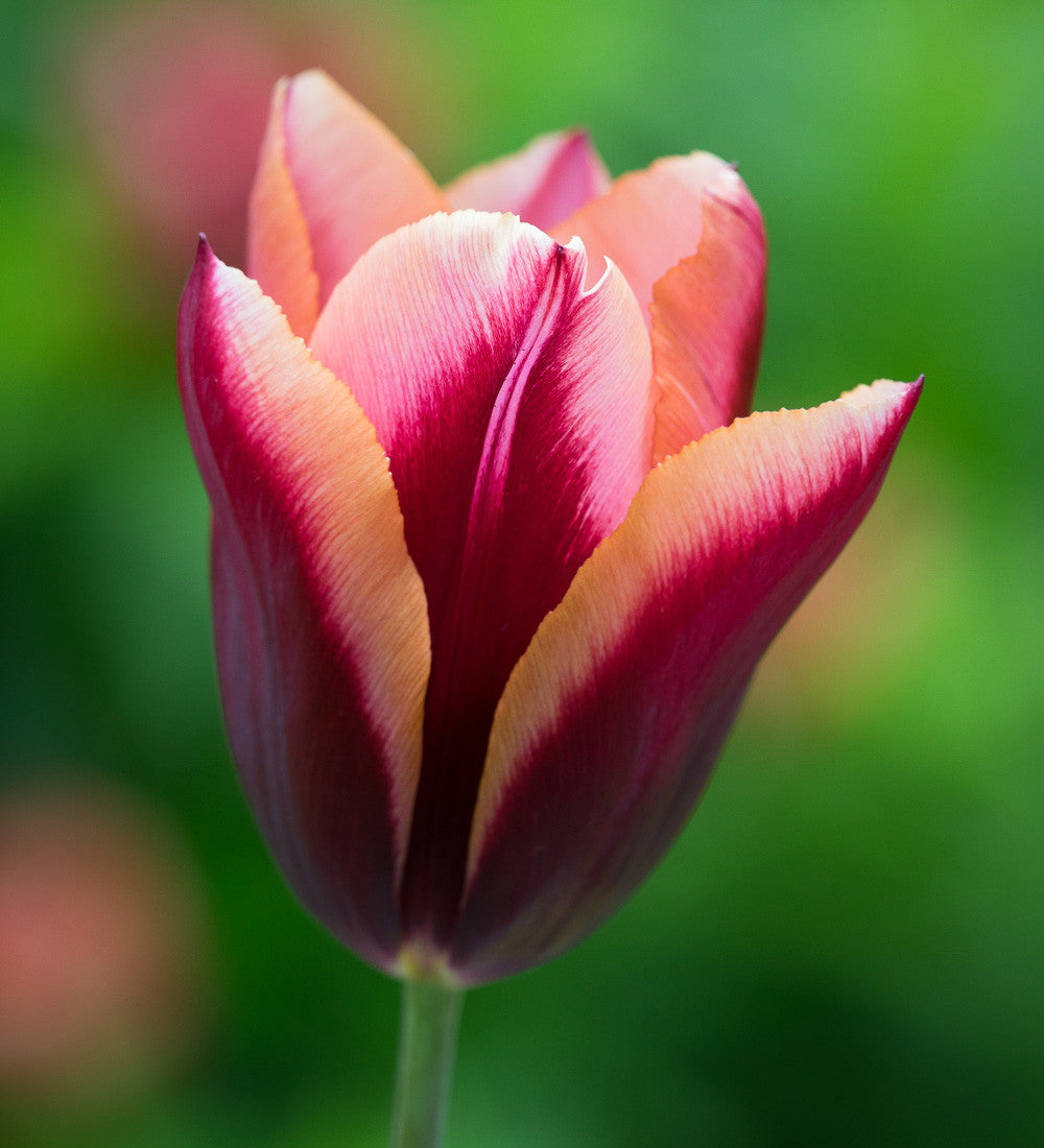 Spring Sunset Tulip Collection