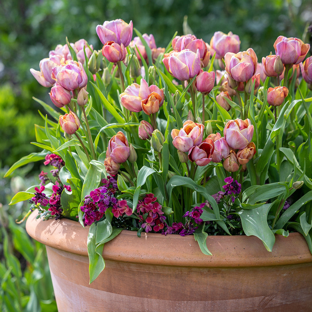 Tulip 'Blue Heaven'