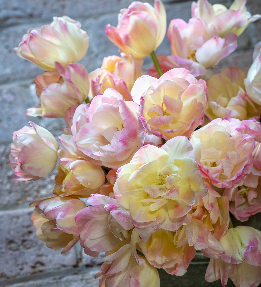 Tulip 'Crème Upstar'