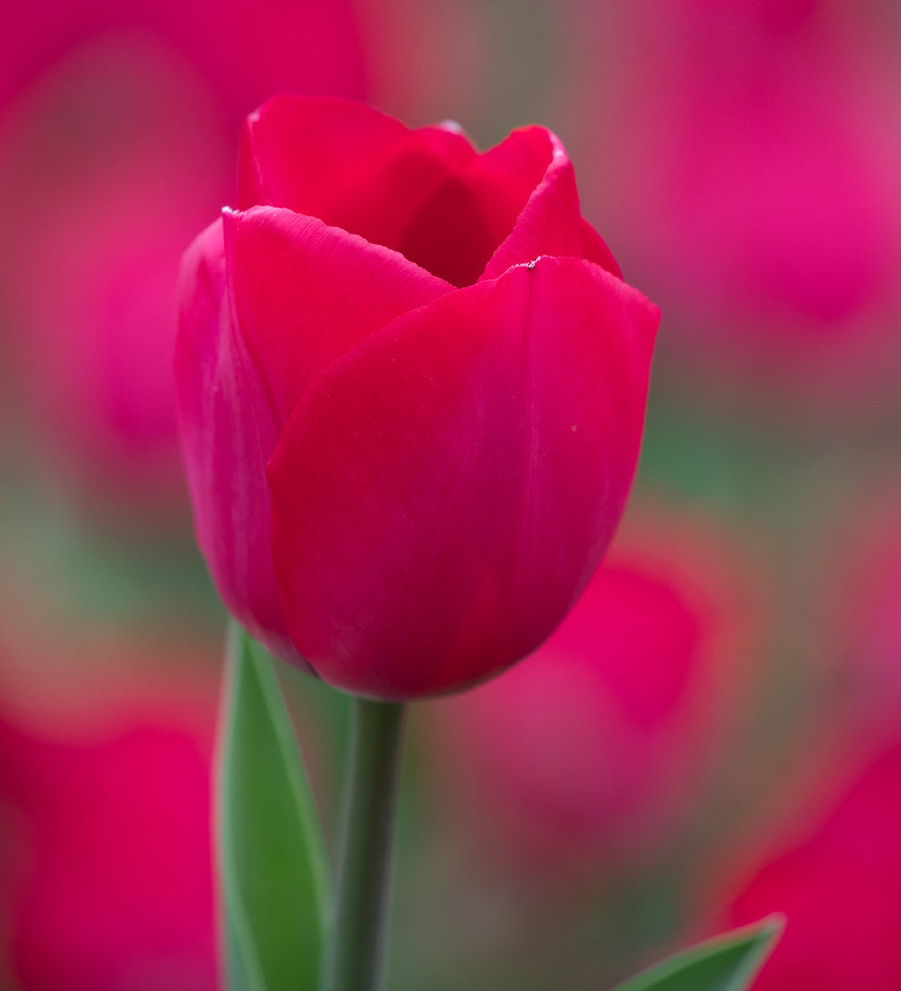 Tulip 'Spryng Tide'