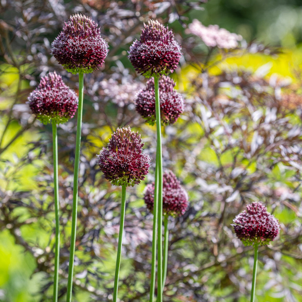 Buy Miniature Jewels Allium Collection | Sarah Raven