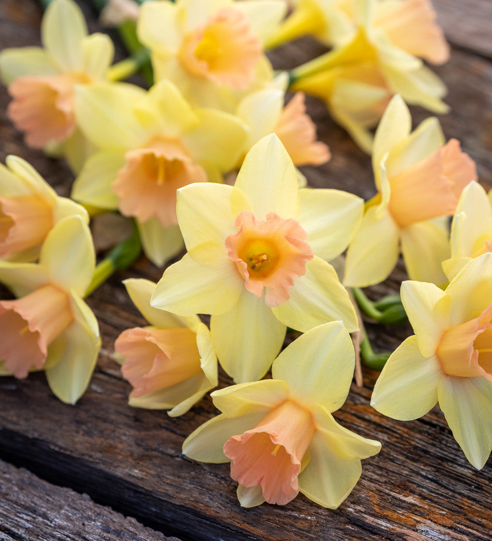 Narcissus 'Blushing Lady'