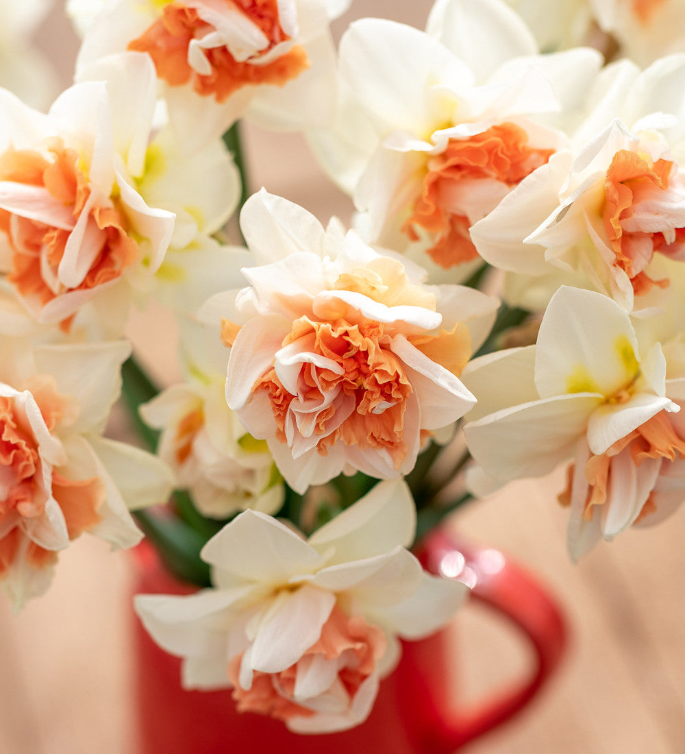 Narcissus 'My Story'