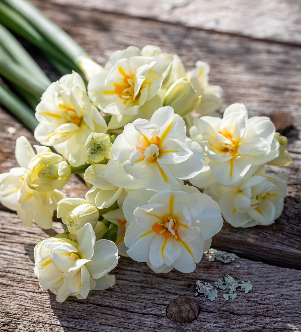 Narcissus 'Sir Winston Churchill'