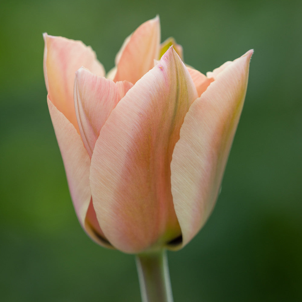 Tulip 'Apricona'