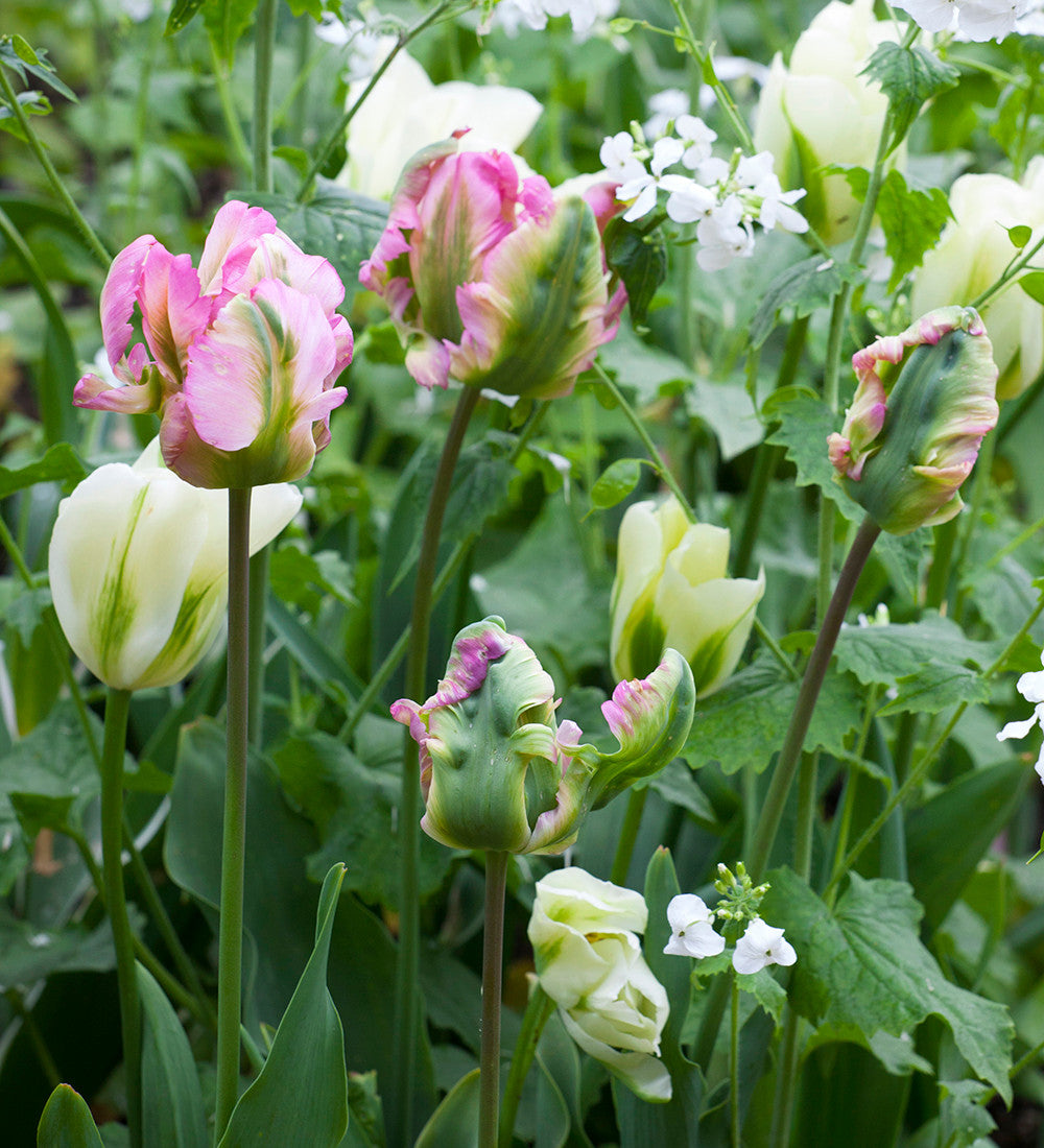 Ultra Perennial Tulip Collection