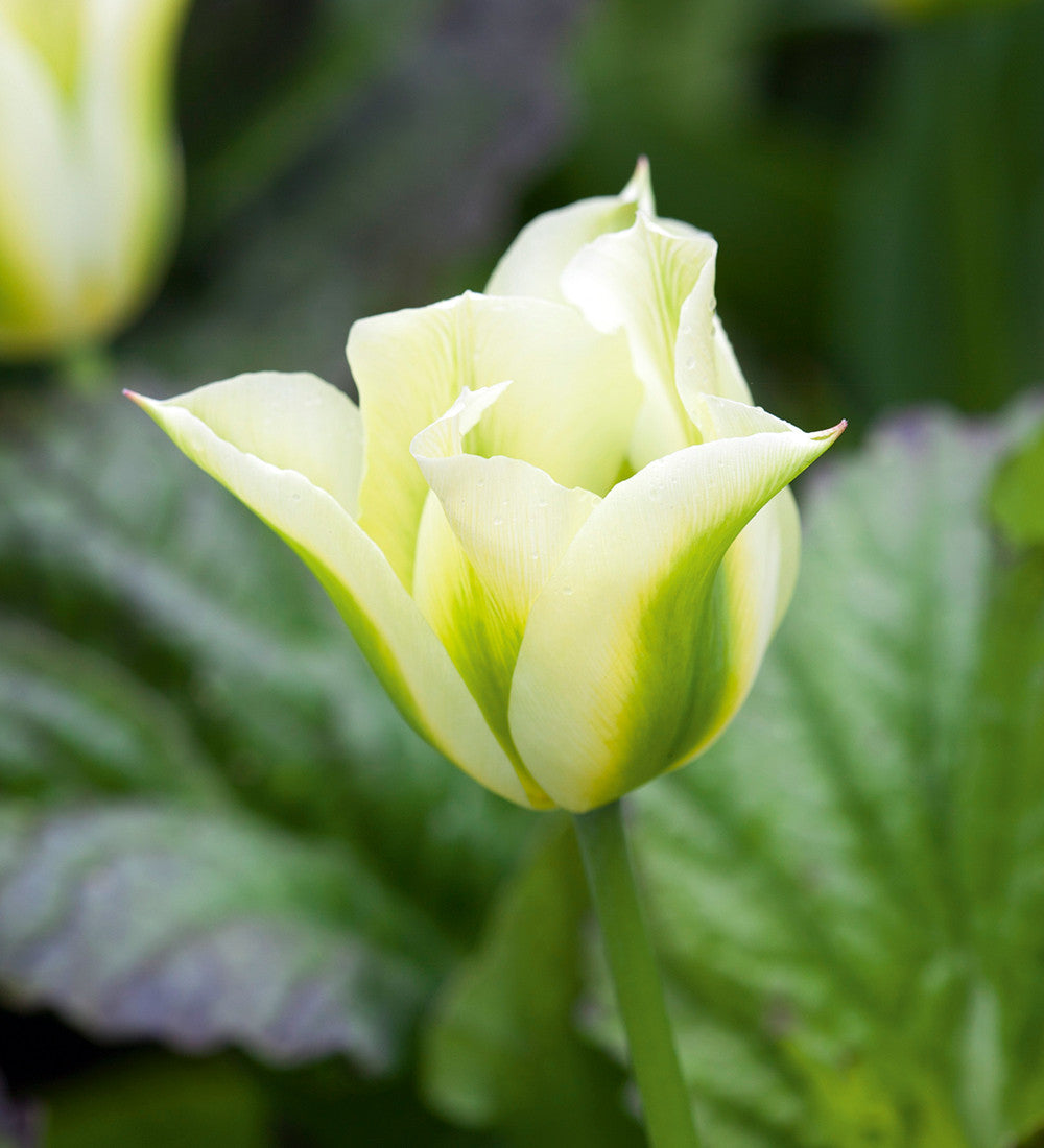 Ultra Perennial Tulip Collection