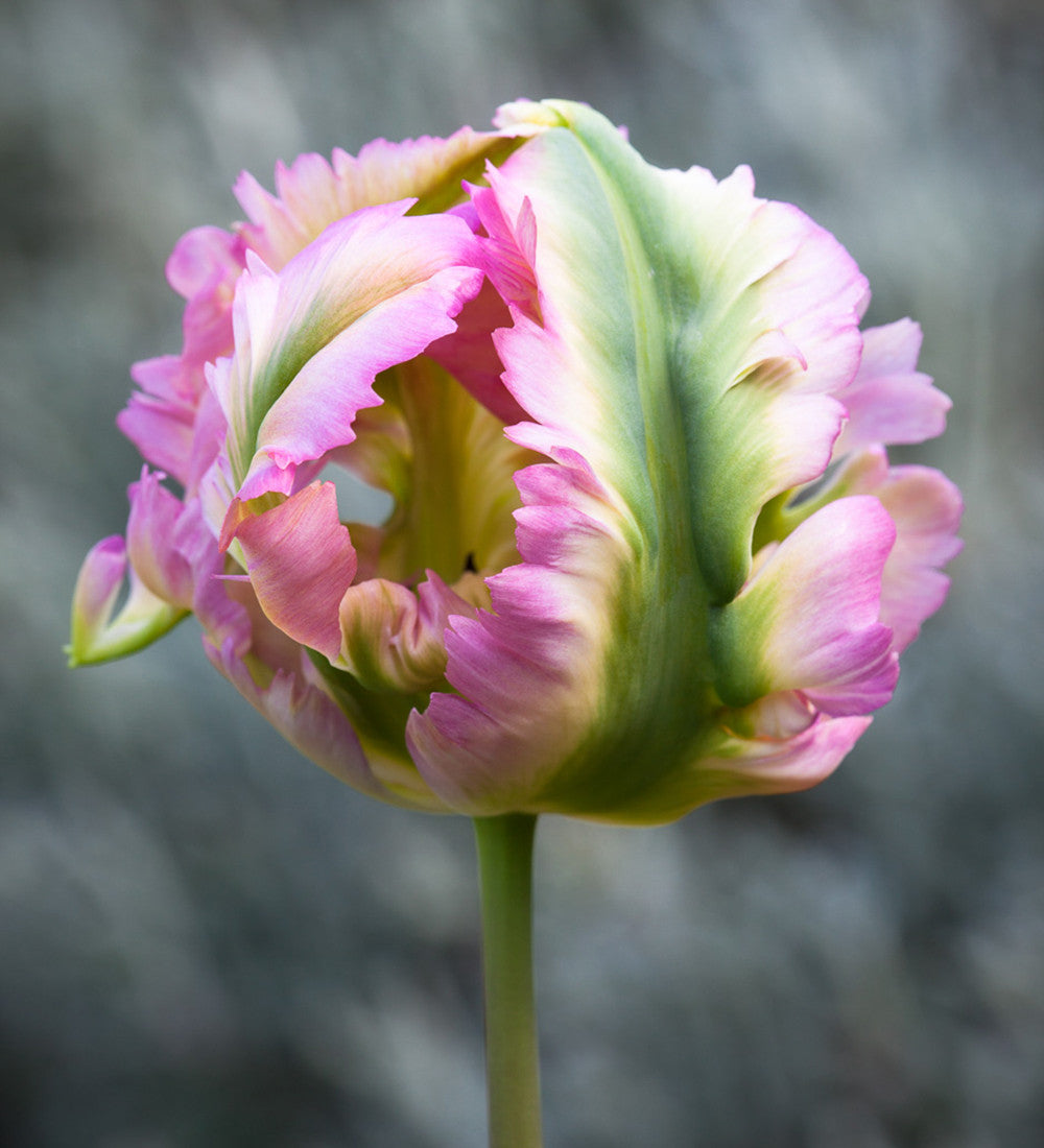 Ultra Perennial Tulip Collection