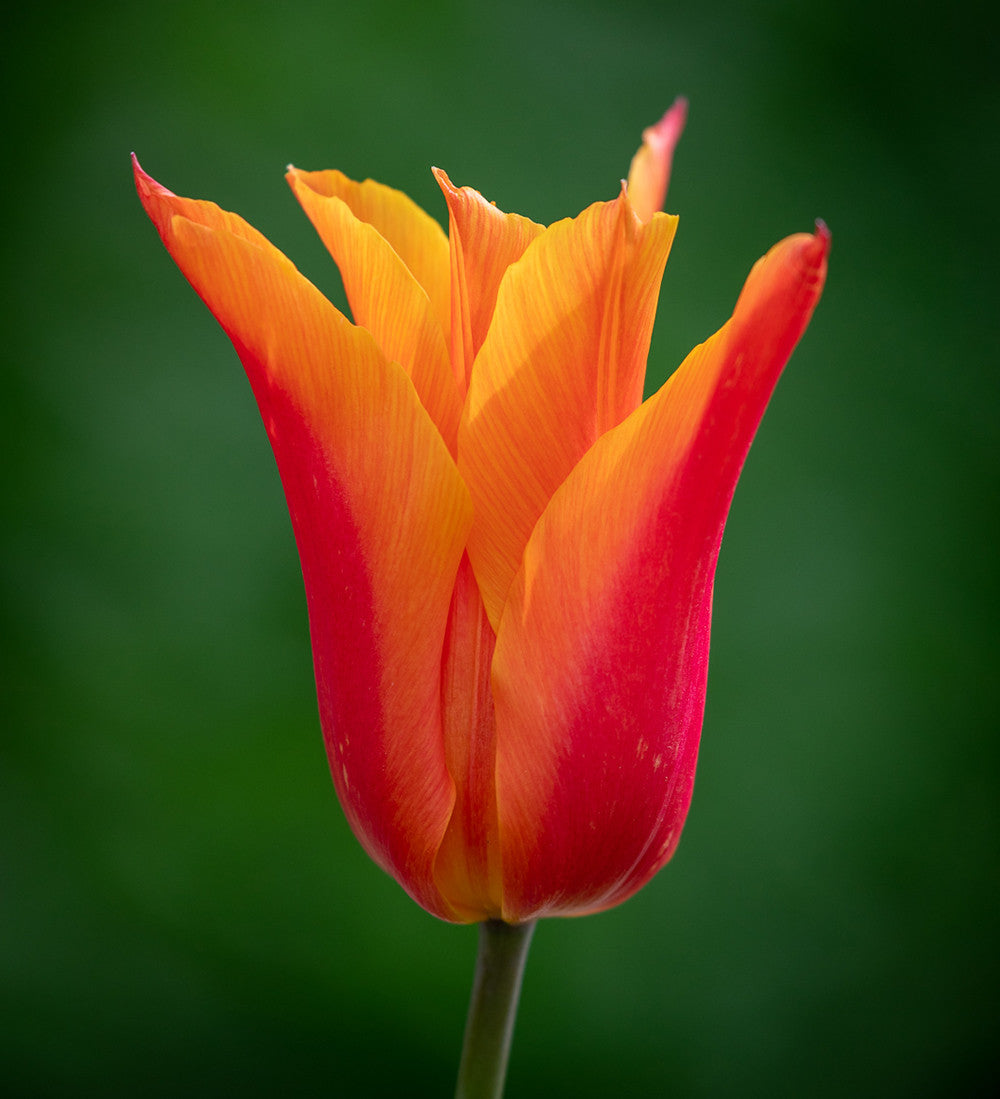 Tulip 'Sarah Raven' and 'Ballerina' Collection