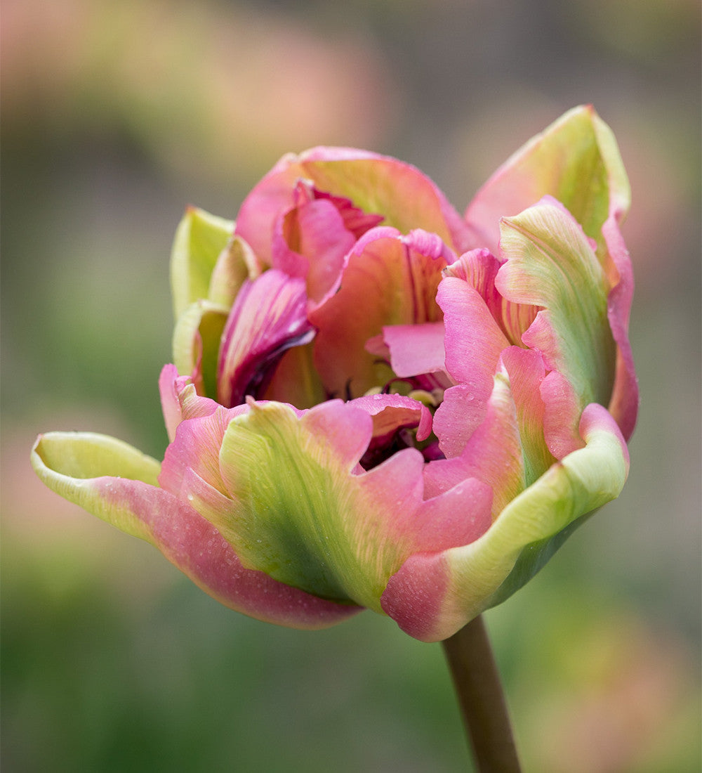 The Marbled Tulip Collection