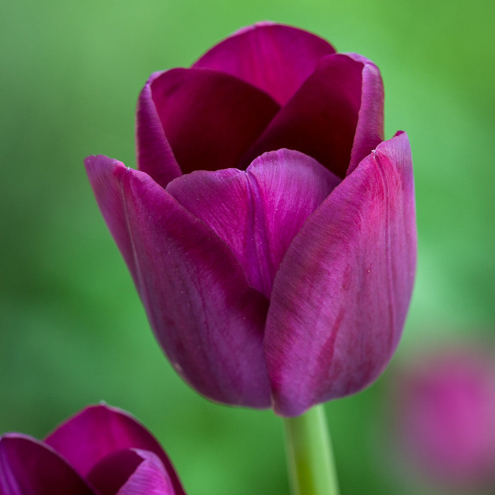 All The Way Through May Tulip Collection