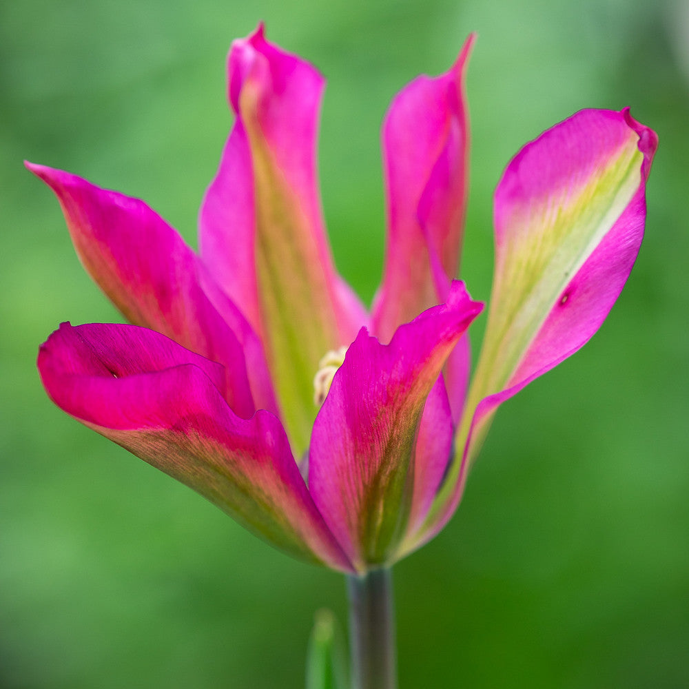 All The Way Through May Tulip Collection