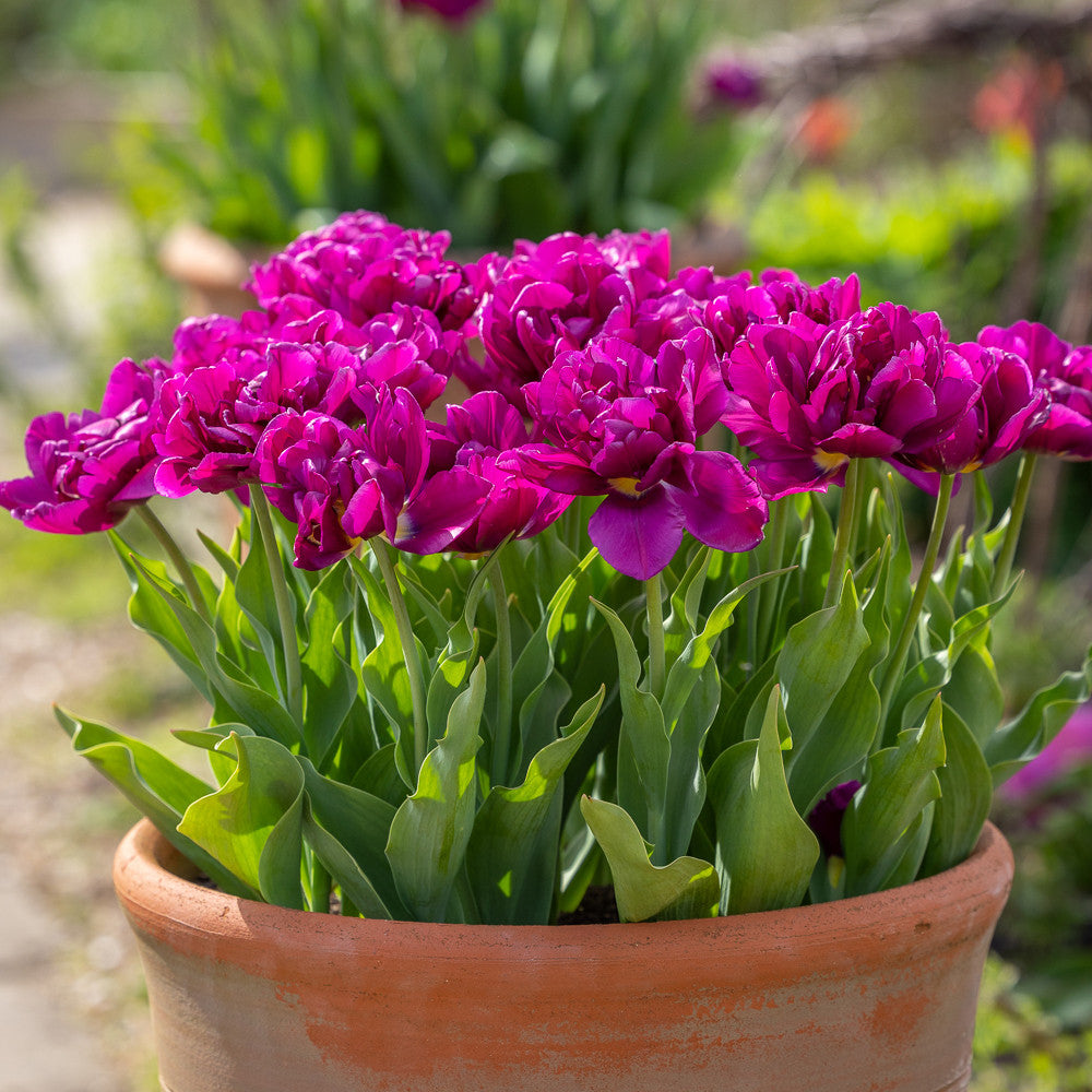 Tulip 'Showcase'