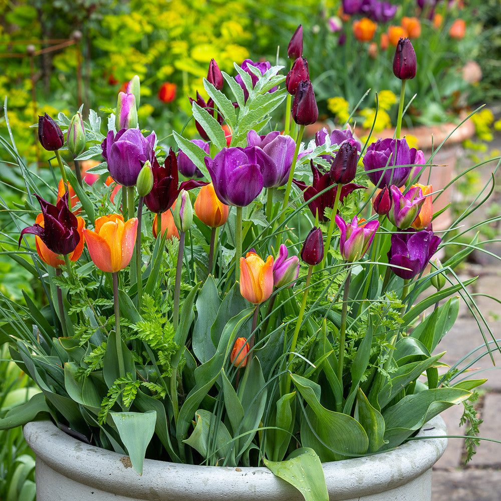 Tulip 'Vincent Van Gogh'