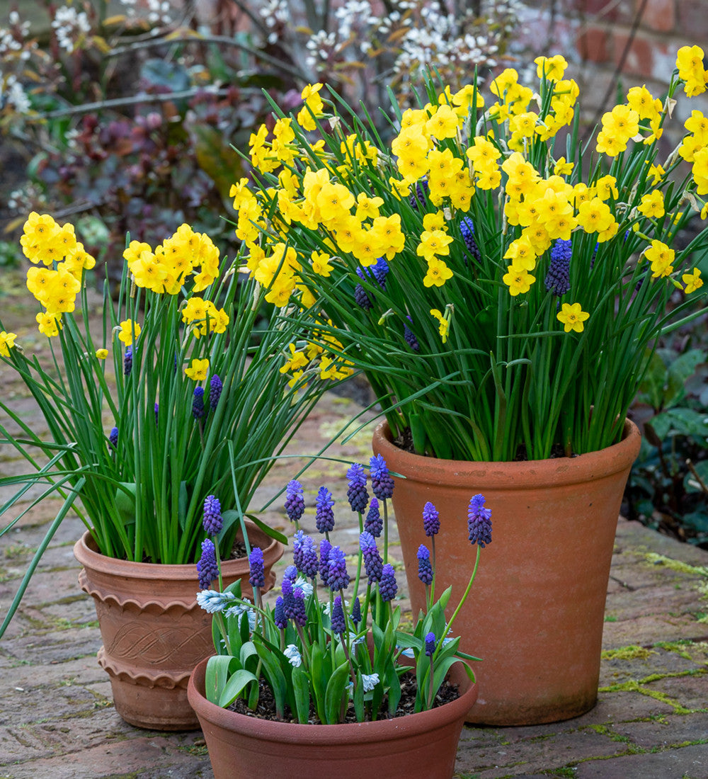 Dutch Yard Narcissus Collection