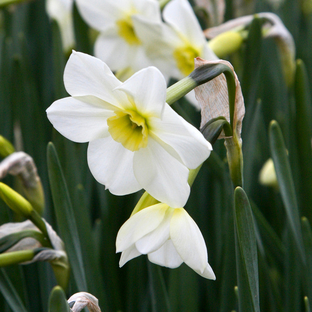 Dutch Yard Narcissus Collection