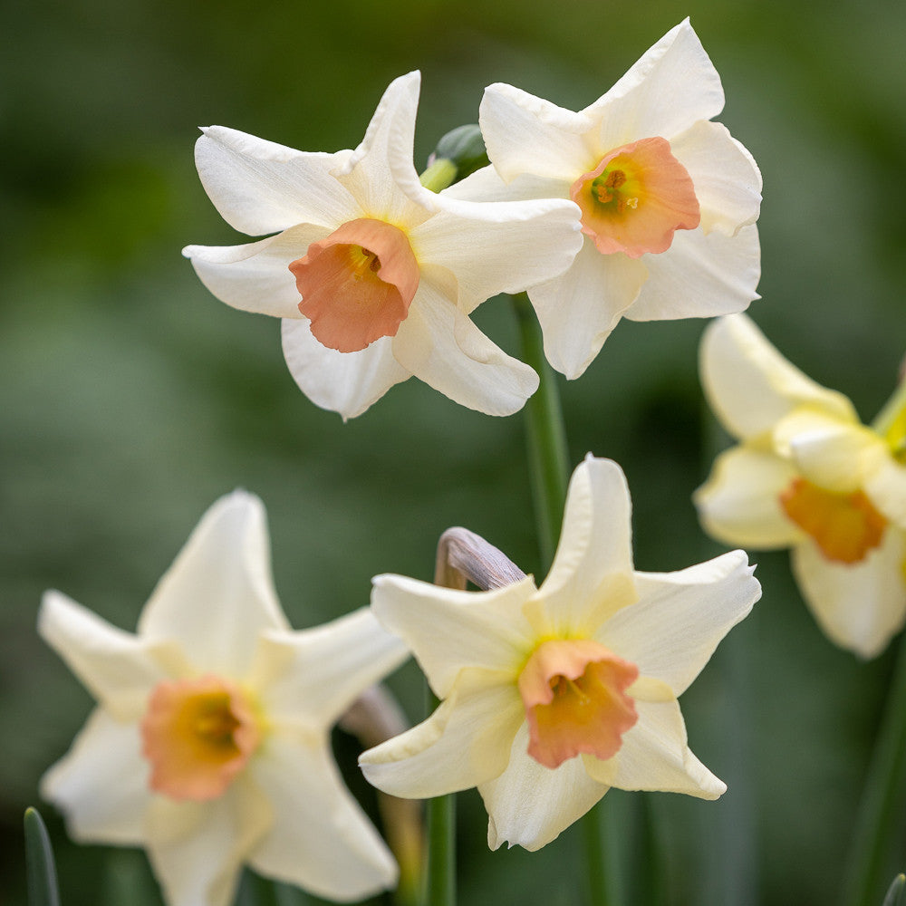 Narcissus 'Cha Cha'