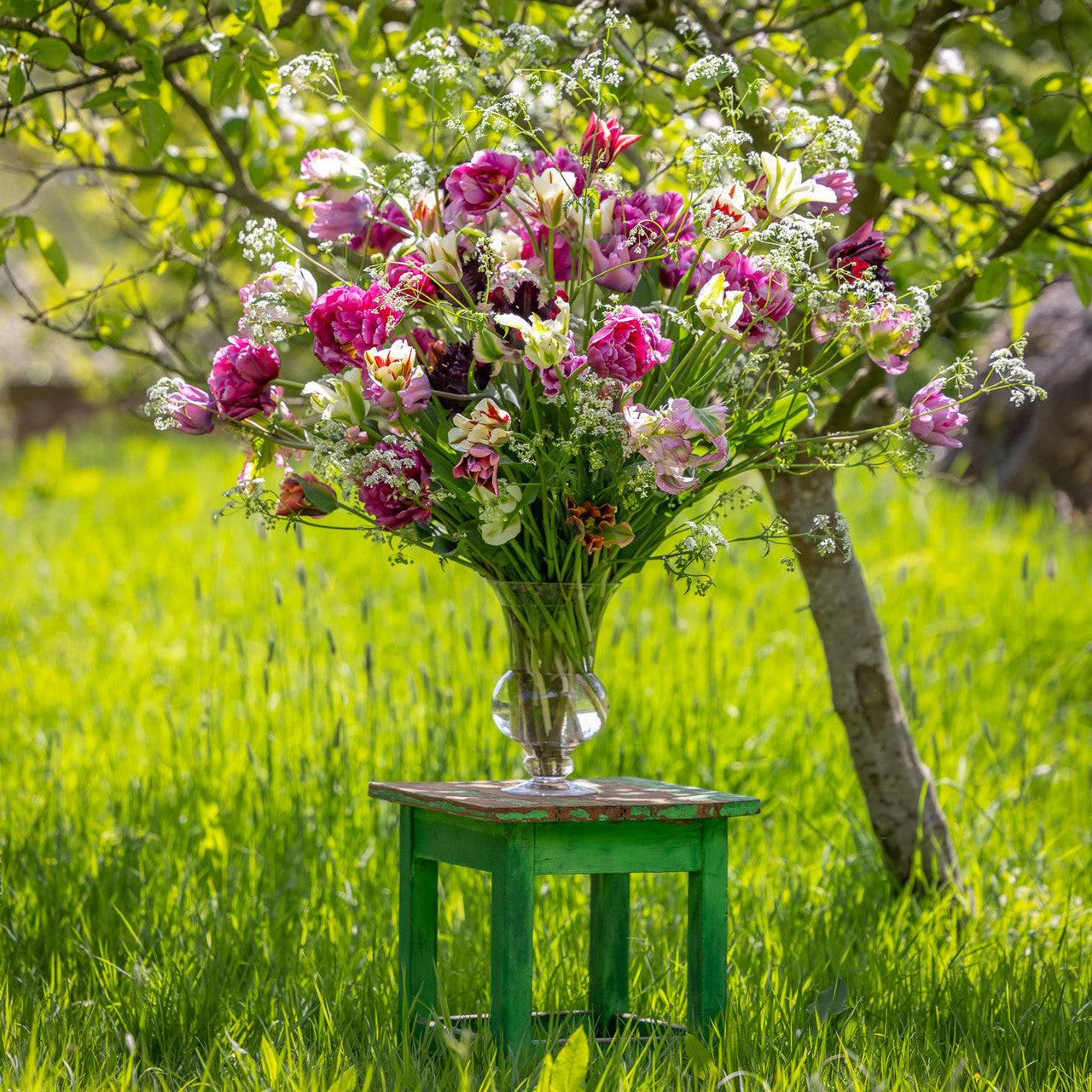 Spring Party Tulip Collection