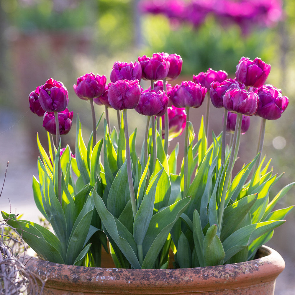 Boiled Sweet Tulip Collection | Tulip Mixes | Sarah Raven