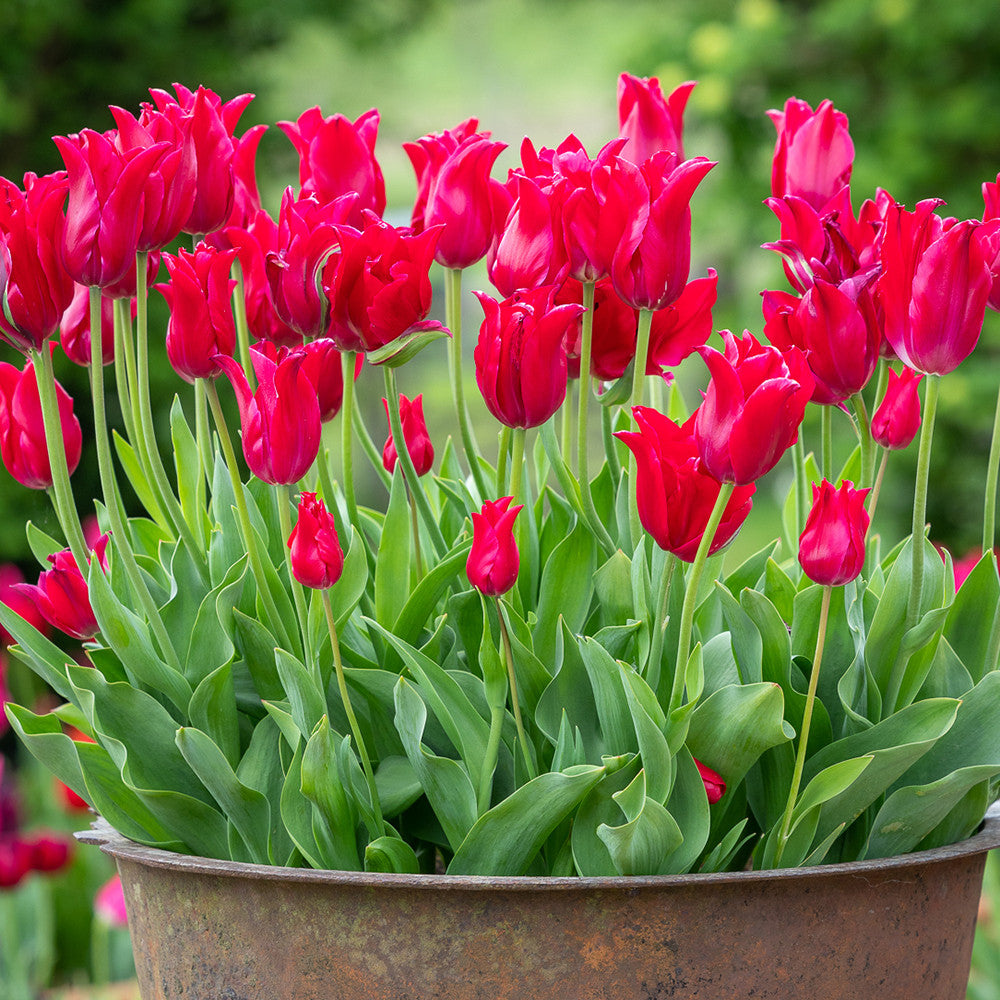 Tulip 'Pretty Woman'
