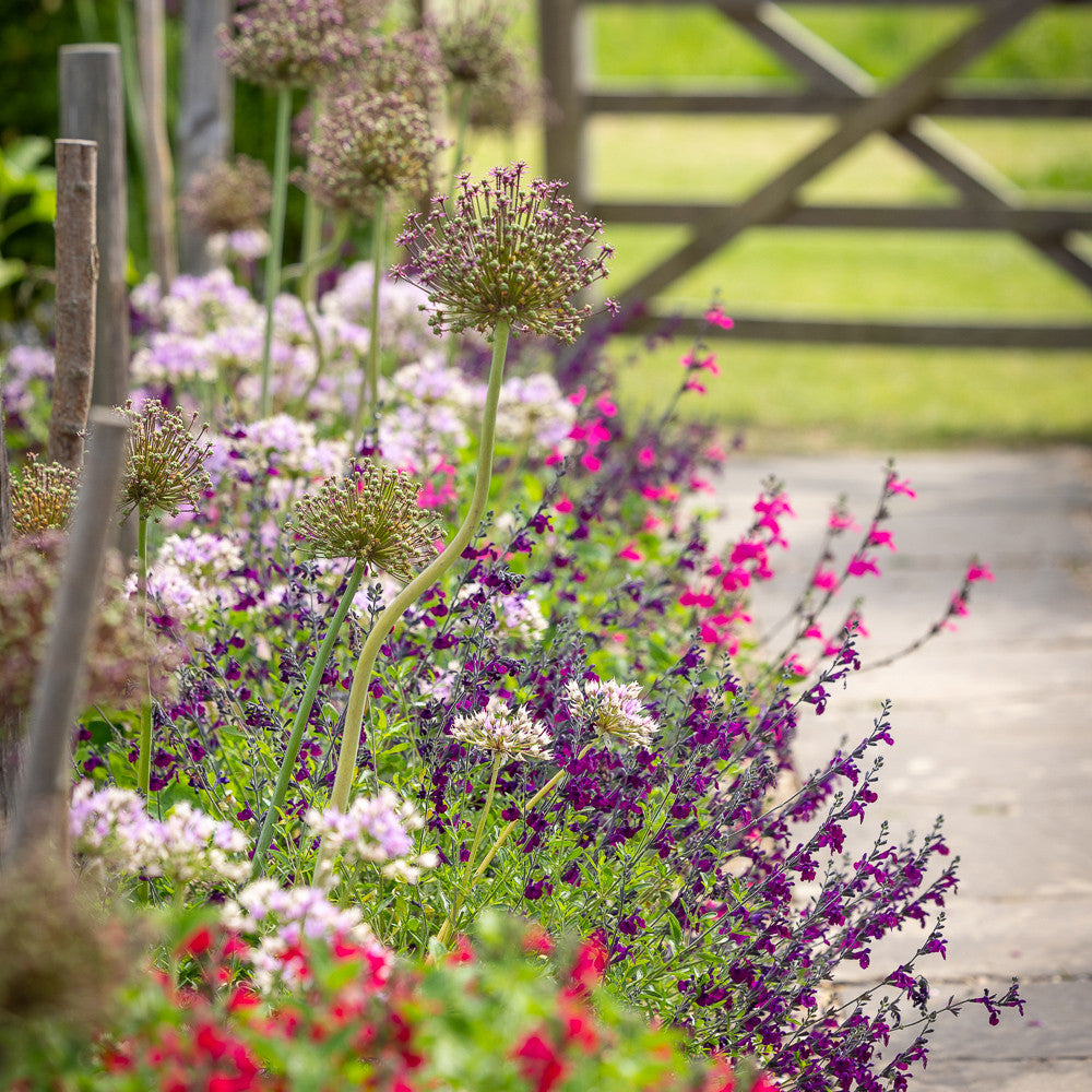 Border Edge Allium Collection
