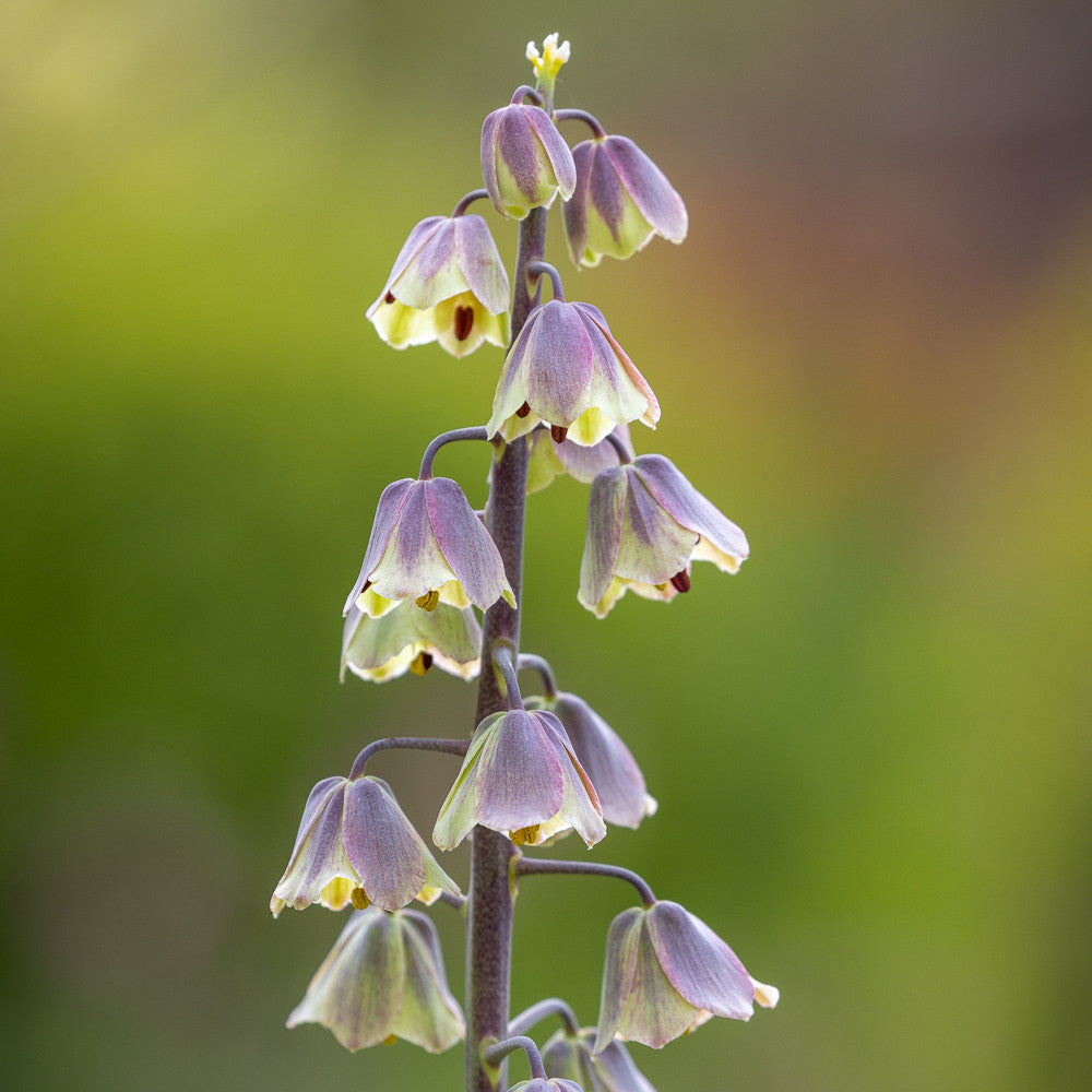Fritillaria persica 'Green Dreams'