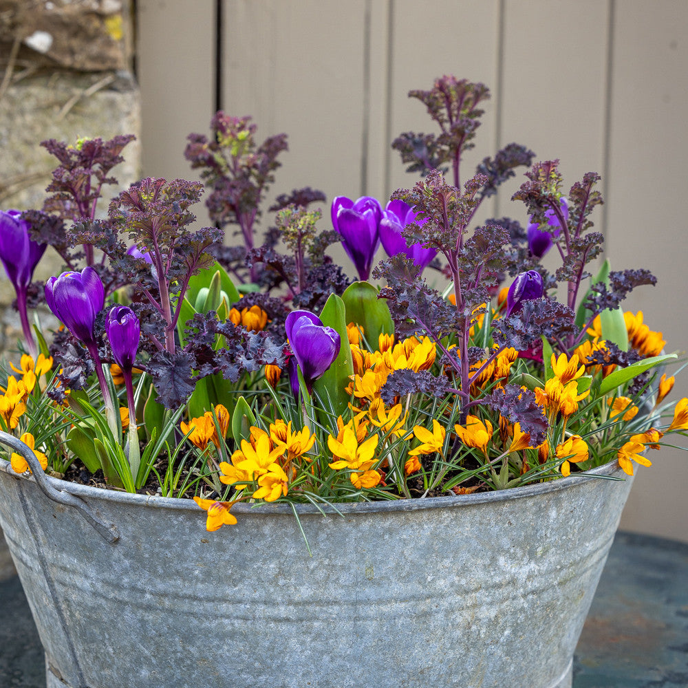 Jaffa Cake Crocus Collection